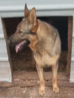 Tamara, a female German Shepherd Dog for sale in Ashland, AL – Photo 1 of 2