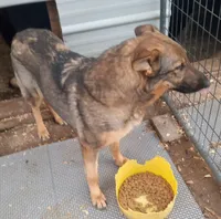 Tamara, a female German Shepherd Dog for sale in Ashland, AL – Photo 2 of 2