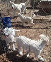 Bullit male 2, a male German Shepherd Dog for sale in Ashland, AL – Photo 3 of 6