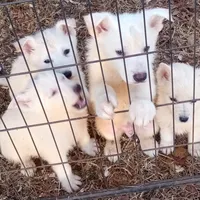 Bullit male 2, a male German Shepherd Dog for sale in Ashland, AL – Photo 6 of 6