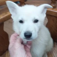 Bullit male 2, a male German Shepherd Dog for sale in Ashland, AL – Photo 4 of 6