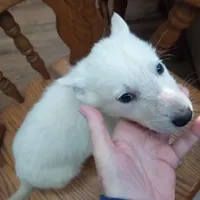 Bullit male 2, a male German Shepherd Dog for sale in Ashland, AL – Photo 5 of 6