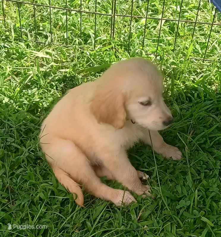 April Male 2 – Golden Retriever puppy for sale in Ashland, AL