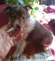 kate m1, a male Shetland Sheepdog for sale in Ashland, AL – Photo 1 of 4