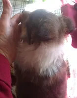 kate m1, a male Shetland Sheepdog for sale in Ashland, AL – Photo 2 of 4