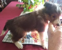 kate m1, a male Shetland Sheepdog for sale in Ashland, AL – Photo 3 of 4