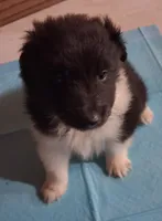 Lucky male 3, a male Shetland Sheepdog for sale in Ashland, AL – 2 of 4