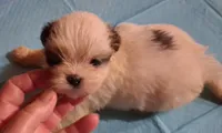 Spunky Male 4, a male Shih Tzu for sale in Ashland, AL – 1 of 5