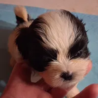 Spunky Male 1, a male Shih Tzu for sale in Ashland, AL – 4 of 4