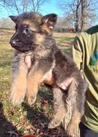 Tamra male 1, a male German Shepherd Dog for sale in Ashland, AL – Photo 3 of 5