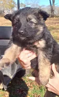 Tamra male 1, a male German Shepherd Dog for sale in Ashland, AL – Photo 2 of 5