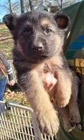 Tamra male 1, a male German Shepherd Dog for sale in Ashland, AL – Photo 1 of 5