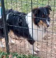 Grace Tricolor Male, a male Shetland Sheepdog for sale in Ashland, AL – Photo 4 of 8