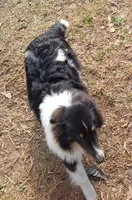 Grace Tricolor Male, a male Shetland Sheepdog for sale in Ashland, AL – Photo 6 of 8