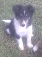 Grace Tricolor Male, a male Shetland Sheepdog for sale in Ashland, AL – Photo 8 of 8