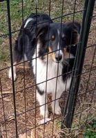 Grace Tricolor Male, a male Shetland Sheepdog for sale in Ashland, AL – Photo 2 of 8