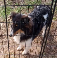 Grace Tricolor Male, a male Shetland Sheepdog for sale in Ashland, AL – Photo 1 of 8