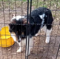 Grace Tricolor Male, a male Shetland Sheepdog for sale in Ashland, AL – Photo 5 of 8