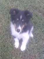 Grace Tricolor Male, a male Shetland Sheepdog for sale in Ashland, AL – Photo 7 of 8