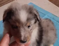 Lucky Male 2, a male Shetland Sheepdog for sale in Ashland, AL – 2 of 6