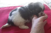 Misty Fem1, a female Shih Tzu for sale in Ashland, AL – Photo 1 of 6