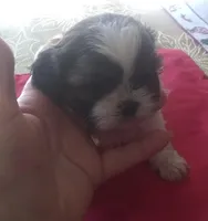 Misty Fem1, a female Shih Tzu for sale in Ashland, AL – Photo 4 of 6