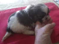 Misty Fem1, a female Shih Tzu for sale in Ashland, AL – Photo 2 of 6