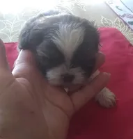 Misty Fem1, a female Shih Tzu for sale in Ashland, AL – Photo 5 of 6