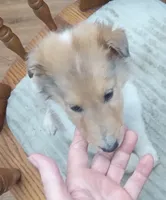 River Male 5, a male Collie for sale in Ashland, AL – Photo 1 of 6