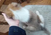 River Male 5, a male Collie for sale in Ashland, AL – Photo 4 of 6