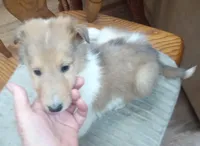 River Male 5, a male Collie for sale in Ashland, AL – Photo 3 of 6