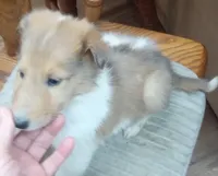 River Male 5, a male Collie for sale in Ashland, AL – Photo 2 of 6