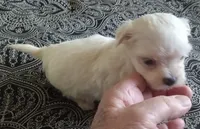 Minnie Female, a female Maltese for sale in Ashland, AL – Photo 3 of 5