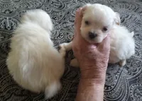 Minnie Female, a female Maltese for sale in Ashland, AL – Photo 1 of 5