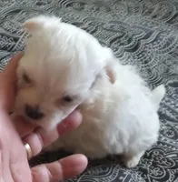 Minnie Female, a female Maltese for sale in Ashland, AL – Photo 4 of 5