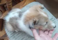 River Male 4, a male Collie for sale in Ashland, AL – Photo 4 of 7