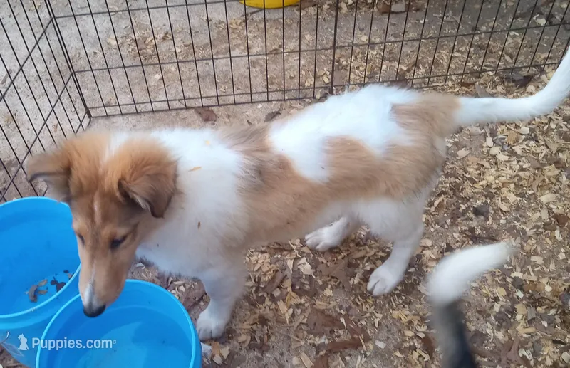 River Male 4 – Collie puppy for sale in Ashland, AL