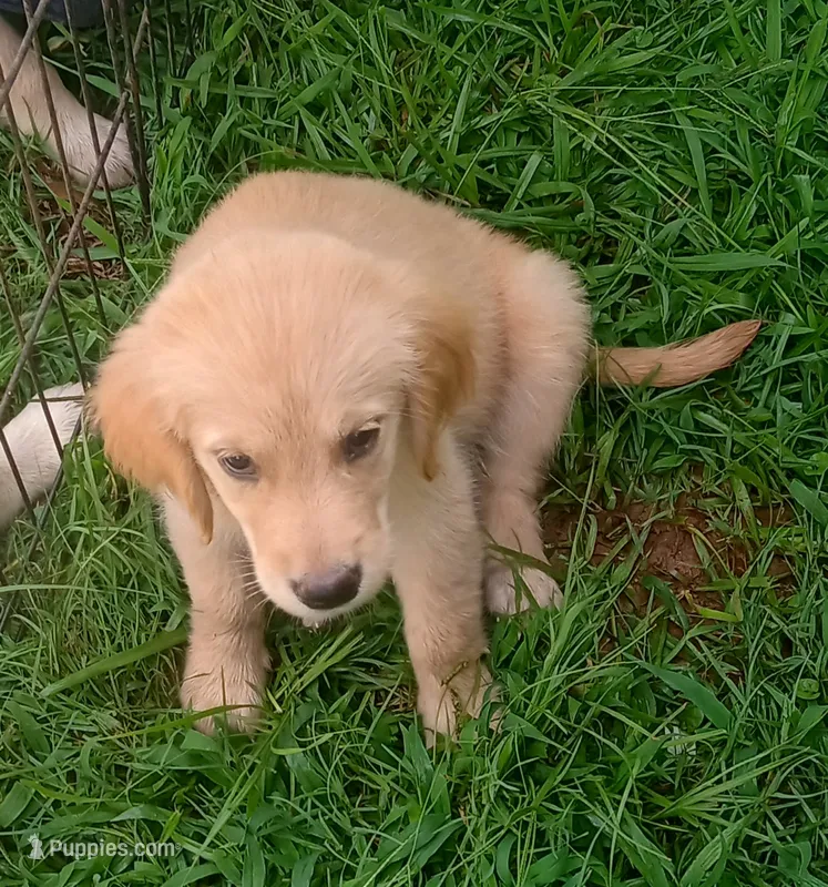 April Male 3 – Golden Retriever puppy for sale in Ashland, AL
