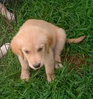 April Male 3, a male Golden Retriever for sale in Ashland, AL – 1 of 1
