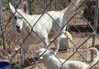 Bullitt, a male German Shepherd Dog for sale in Ashland, AL – Photo 2 of 2