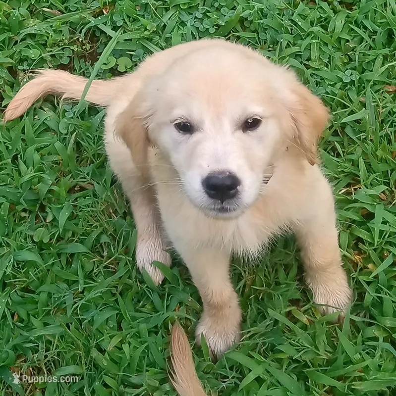 April Female 2 – Golden Retriever puppy for sale in Ashland, AL