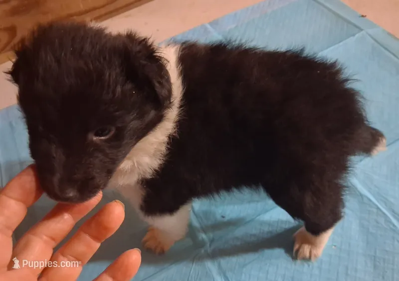 Lucky Female 1 – Shetland Sheepdog puppy for sale in Ashland, AL