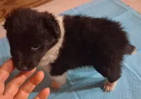 Lucky Female 1, a female Shetland Sheepdog for sale in Ashland, AL – 1 of 6