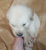 Misty Male 1, a male Golden Retriever for sale in Ashland, AL – 2 of 5