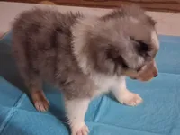 Lucky Male 2, a male Shetland Sheepdog for sale in Ashland, AL – 4 of 6