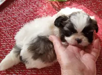 Misty Male 1, a male Shih Tzu for sale in Ashland, AL – Photo 2 of 6