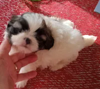 Misty Male 1, a male Shih Tzu for sale in Ashland, AL – Photo 3 of 6