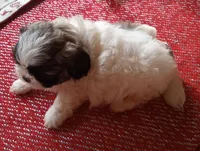 Misty Male 1, a male Shih Tzu for sale in Ashland, AL – Photo 4 of 6