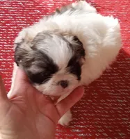 Misty Male 1, a male Shih Tzu for sale in Ashland, AL – Photo 1 of 6