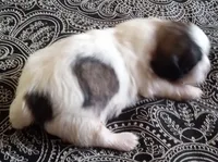 Misty Male 1, a male Shih Tzu for sale in Ashland, AL – Photo 6 of 6